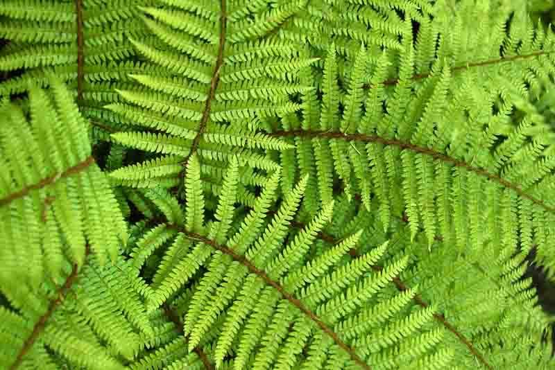 Japanese Tassel Fern 'Polystichum polyblepharum' 1 gal