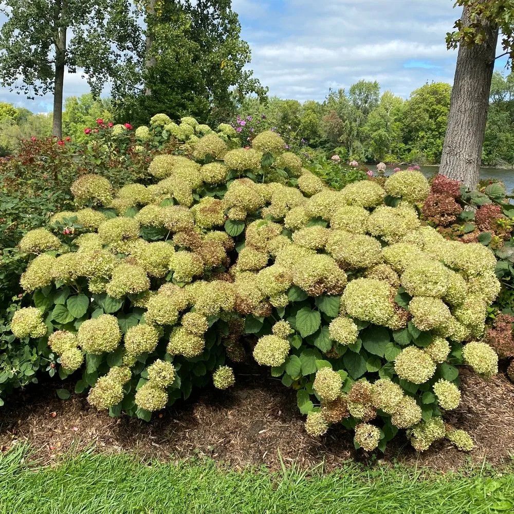 Hydrangea 'Incrediball Storm Proof' 2 gal PW