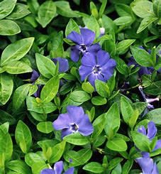 Periwinkle - Vinca Minor Mrs Bowles 3"