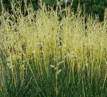 Tall Fescue 'Glow Sticks' 2 gal