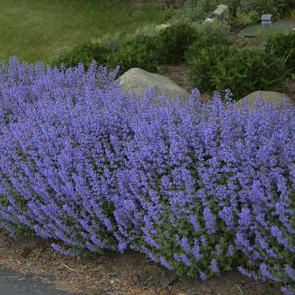 Catmint 'Purrsian Blue' Nepeta 8" pot