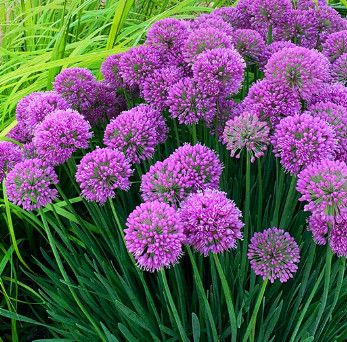 Allium 'Serendipity' 8" pot PW