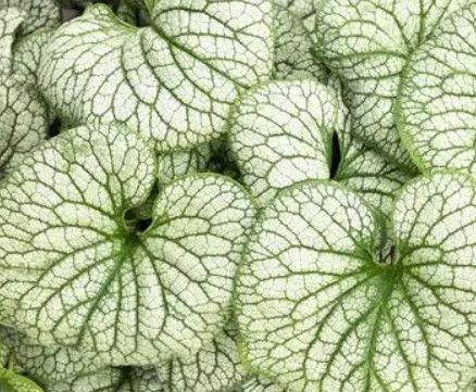 Brunnera 'Frost King' 8" PW