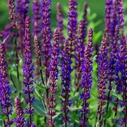 Perennial Sage 'Salvia Caradonna' 2 gal
