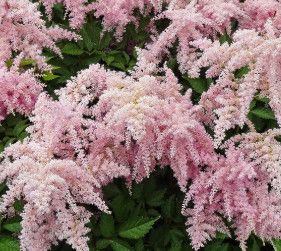 Astilbe 'Fireworks Pink' 2 gal