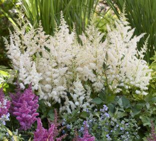 Astilbe 'Visions in White Delight' 2 gal