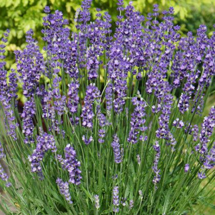 Lavender 'Big Time Blue' 8" pot
