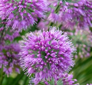 Allium 'Lavender Bubbles' 2 gal