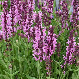 Perennial Sage 'Salvia Pink Nebula' 2 gal GS