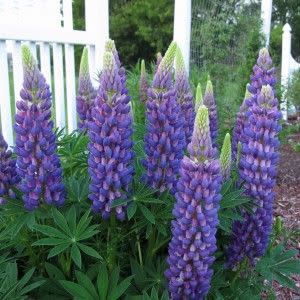 Lupine 'Gallery Blue' 2 gal GS