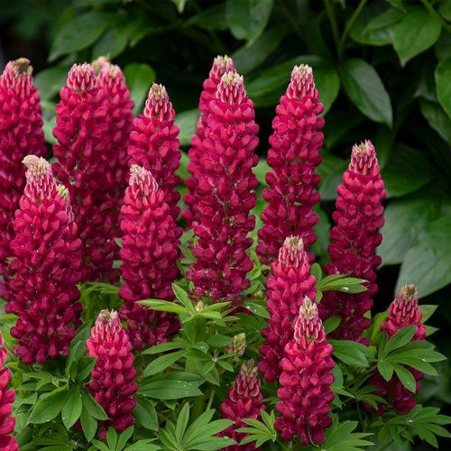 Lupine 'Gallery Red' 2 gal GS