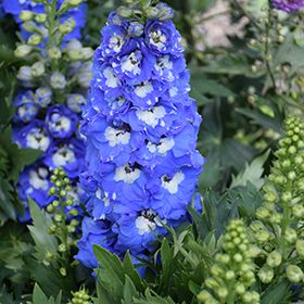 Delphinium 'Light Blue White Bee' 1 gal