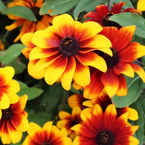 Black-Eyed Susan 'Rustic Dwarf' Rudbeckia 1 gal