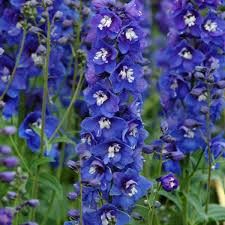 Delphinium 'Dasante Blue' 2 gal
