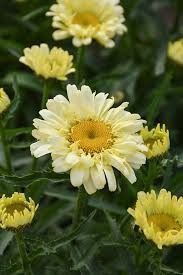 Shasta Daisy 'Leucanthemum Sweet Izabel' 1 gal