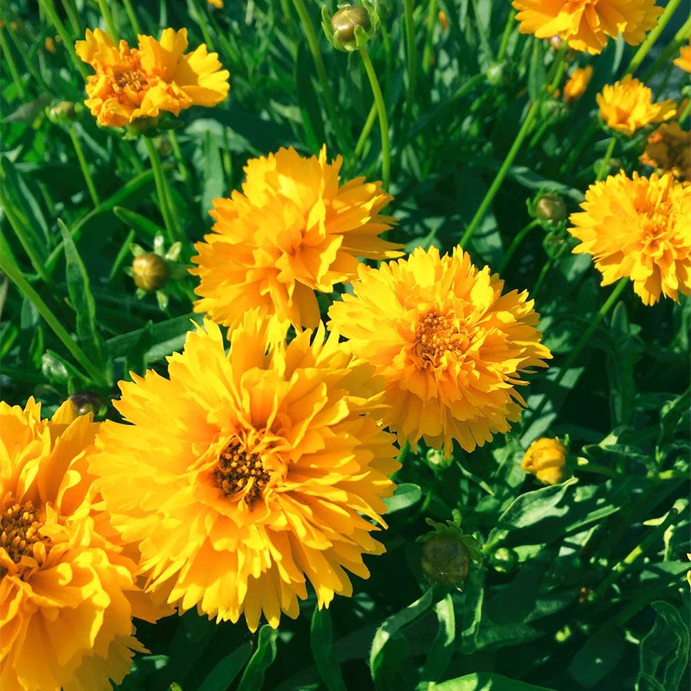 Coreopsis 'Early Sunrise' 2 gal