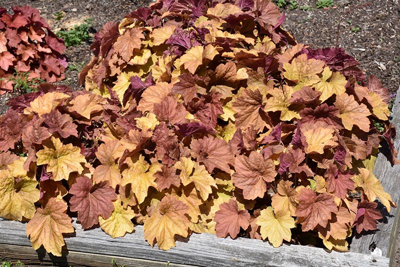 Coral Bells 'Heuchera Big Top Caramel Apple' 1 gal