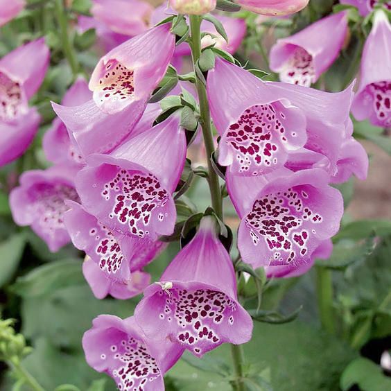 Foxglove 'Digitalis Camelot Lavender' 2 gal
