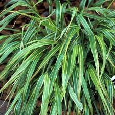 Japanese Forest Grass - Hakonechloa 'Albo-Striata' 1 gal