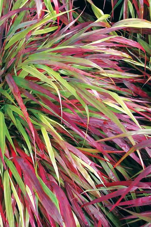 Japanese Forest Grass - Hakonechloa 'Beni Kaze' 1 gal