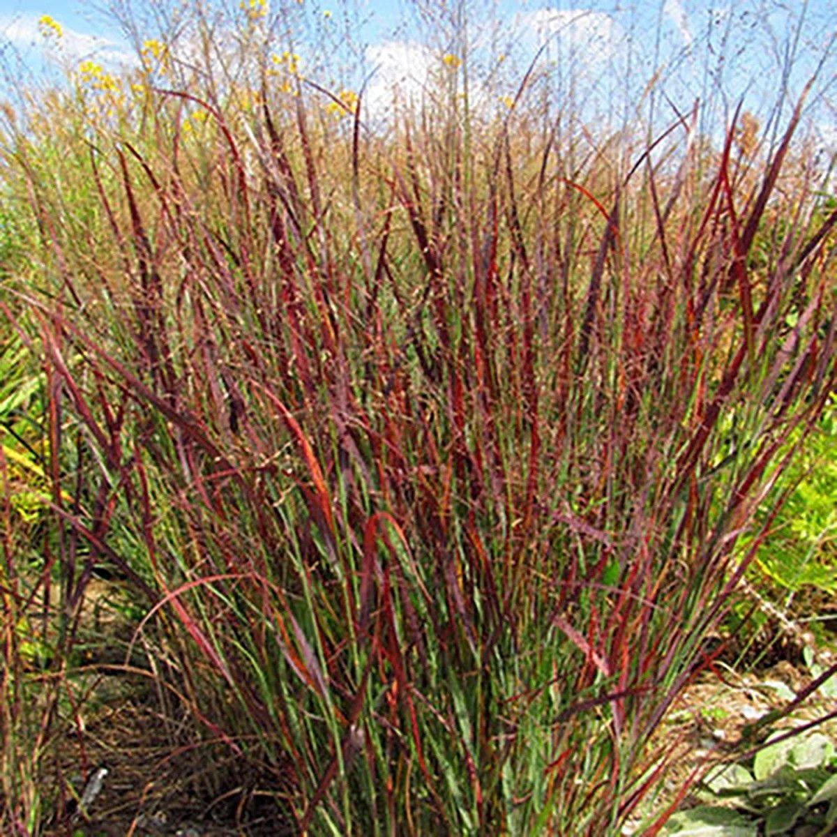 Switch Grass 'Panicum Blood Brothers' 2 gal