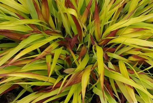 Japanese Forest Grass - Hakonechloa 'Sunflare' 1 gal