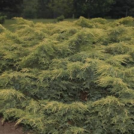 Juniper 'Gold Star' 2 gal