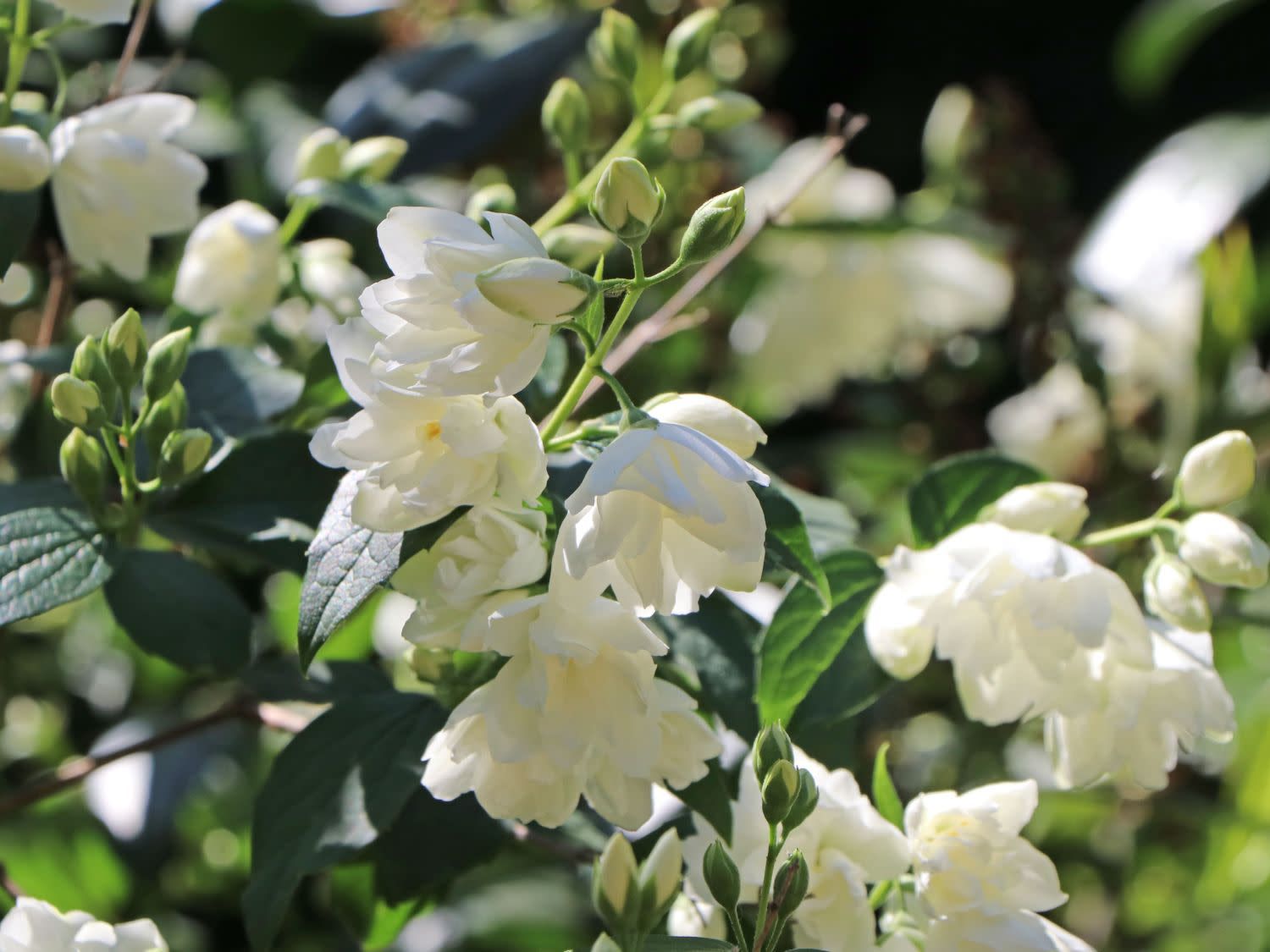 Mock Orange 'Snowbelle' 3 gal