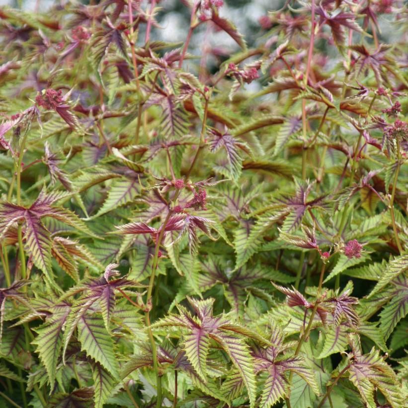 Filipendula 'Red Umbrellas' Meadowsweet 1 gal