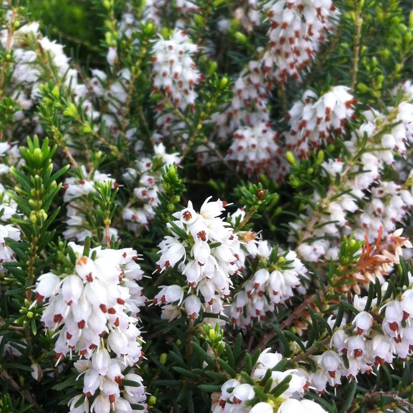 Erica carnea 'Springwood White' Heath 1 gal