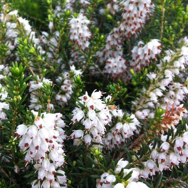 Erica carnea 'Springwood White' Heath 1 gal
