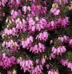 Erica carnea 'Springwood Pink' Heath 1 gal