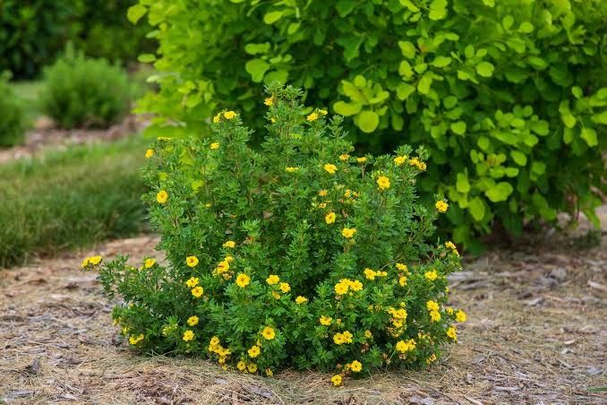 Potentilla 'Pineapple Tart' 2 gal FE