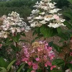 Hydrangea Standard 'Fire &amp; Ice' 5 gal 3-4'
