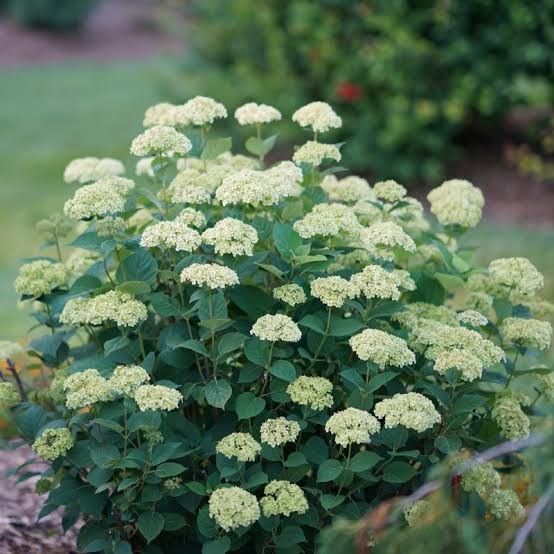 Hydrangea 'Invincibelle Sublime' 3 gal PW