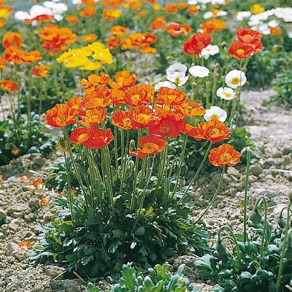 Iceland Poppy 'Garden Gnome' 1 qt