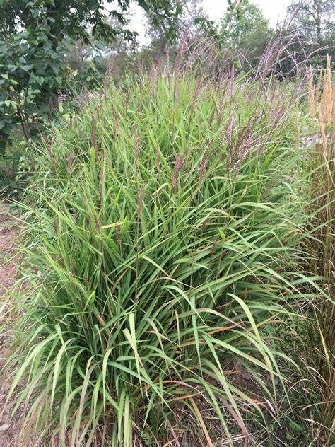 Flame Grass 'Miscanthus Purpurascens' 5 gal