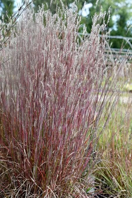 Little Bluestem 'Little Red Fox' 2 gal