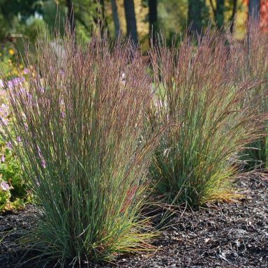 Little Bluestem 1 gal (native)