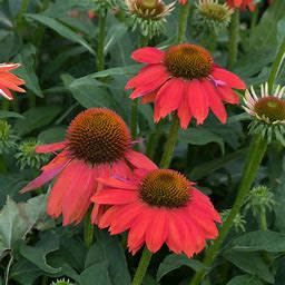 Cone Flower 'Echinacea Artisan Red Ombre' 1 gal