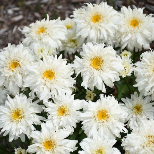 Shasta Daisy 'Leucanthemum Marshmallow' 8" PW