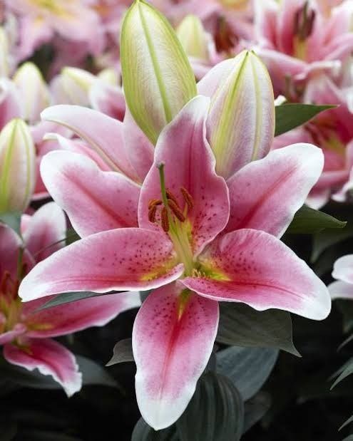 Lily 'Oriental First Romance' 1 gal