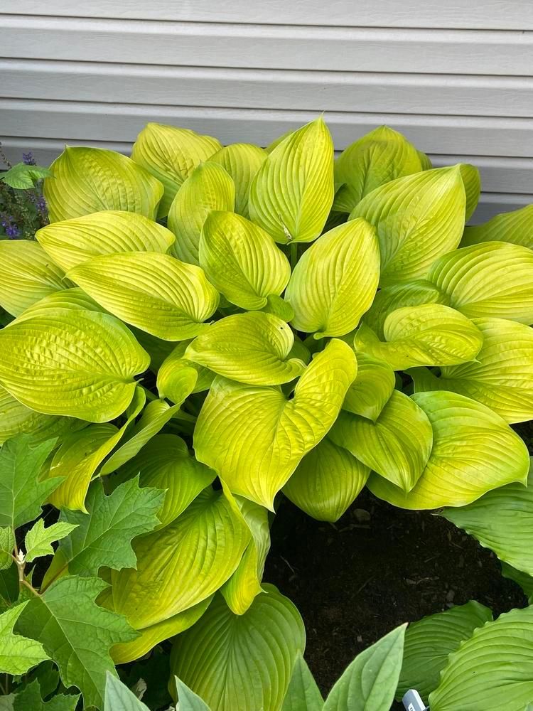 Hosta 'Age of Gold' 5 gal