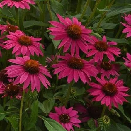 Cone Flower 'Echinacea Artisan Rose Brilliant' 1 gal