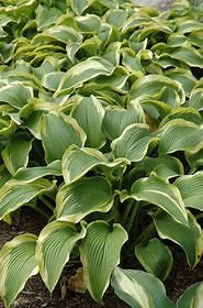 Hosta 'Atlantis' 5 gal