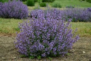 Catmint 'Nepeta Kitten Around' 8"