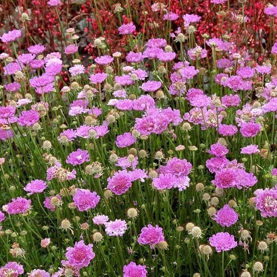 Scabiosa Pincushion 'Vivid Violet' 1 gal
