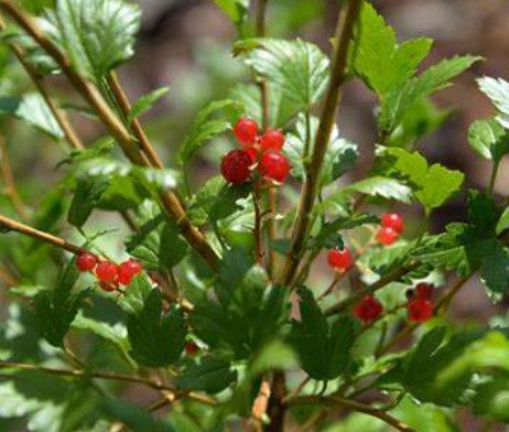 Ribes alpinum 'Alpine Currant' 1 gal