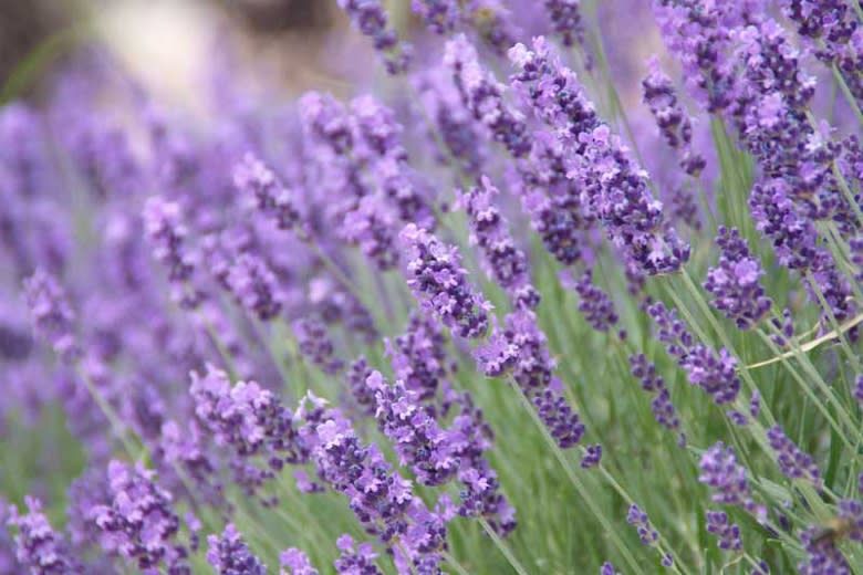 Lavender 'English' 2 gal GS