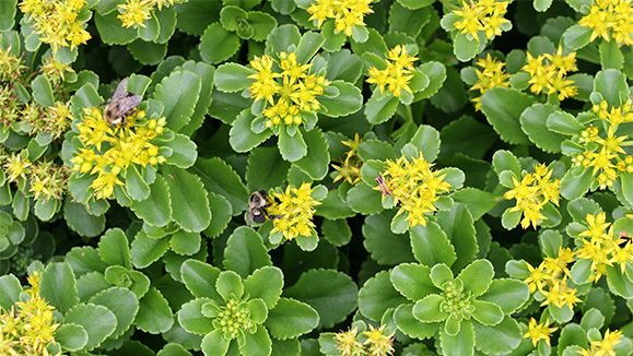 Stonecrop - Sedum 'Kamtschaticum' 4"